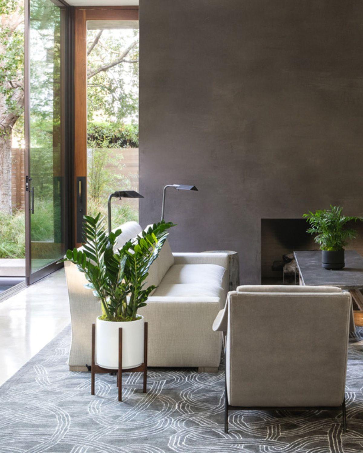 Zanzibar Gem With Mid-Century Pot Large 2½ – 3 ft tall – White Mid