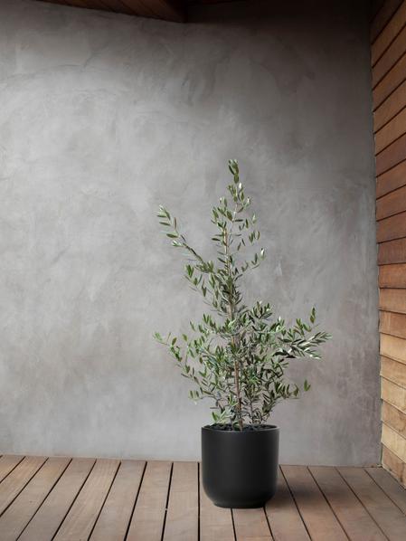 Olive Bush
