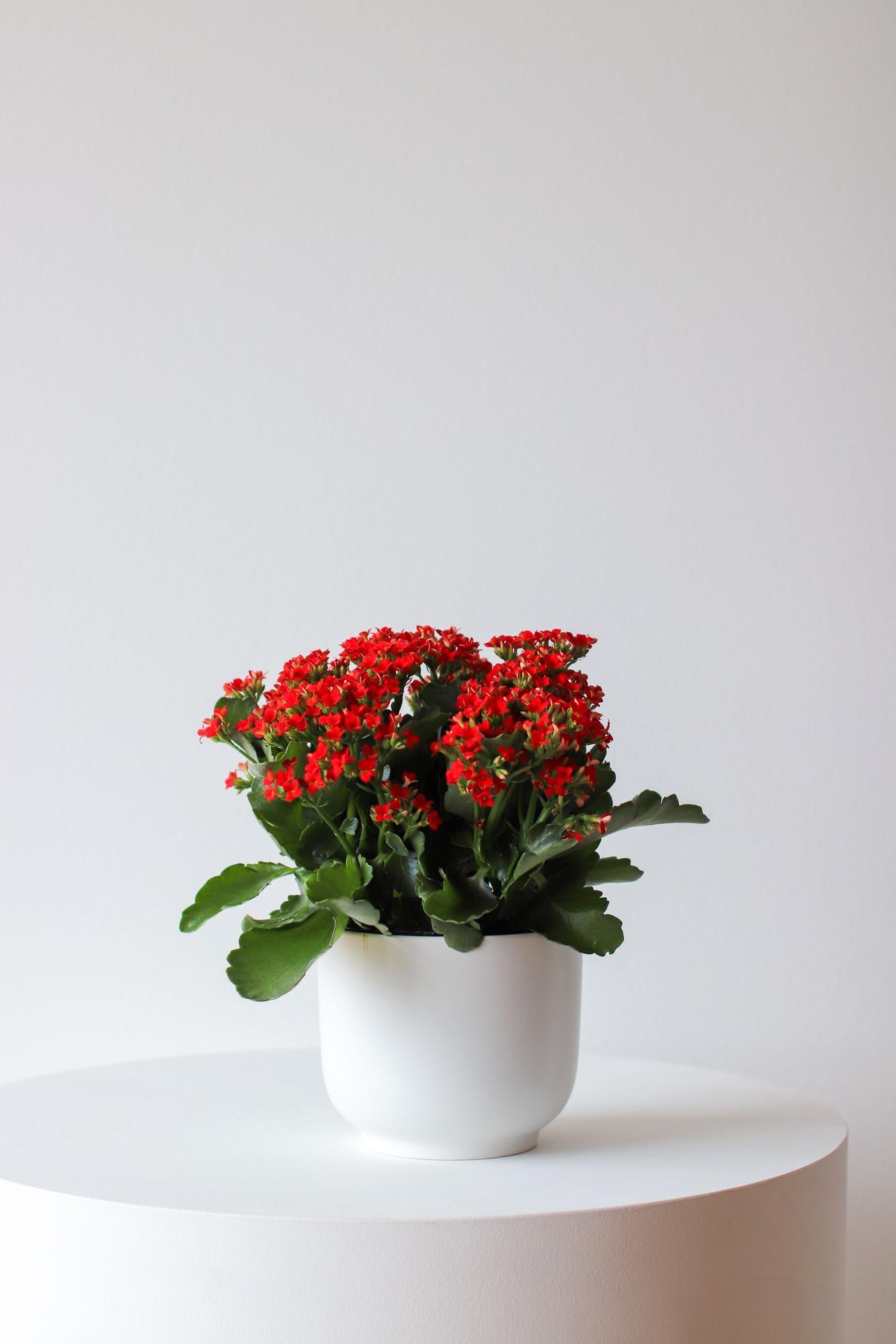 Candy Hearts Calandiva