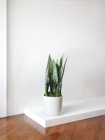 indoor plants picture