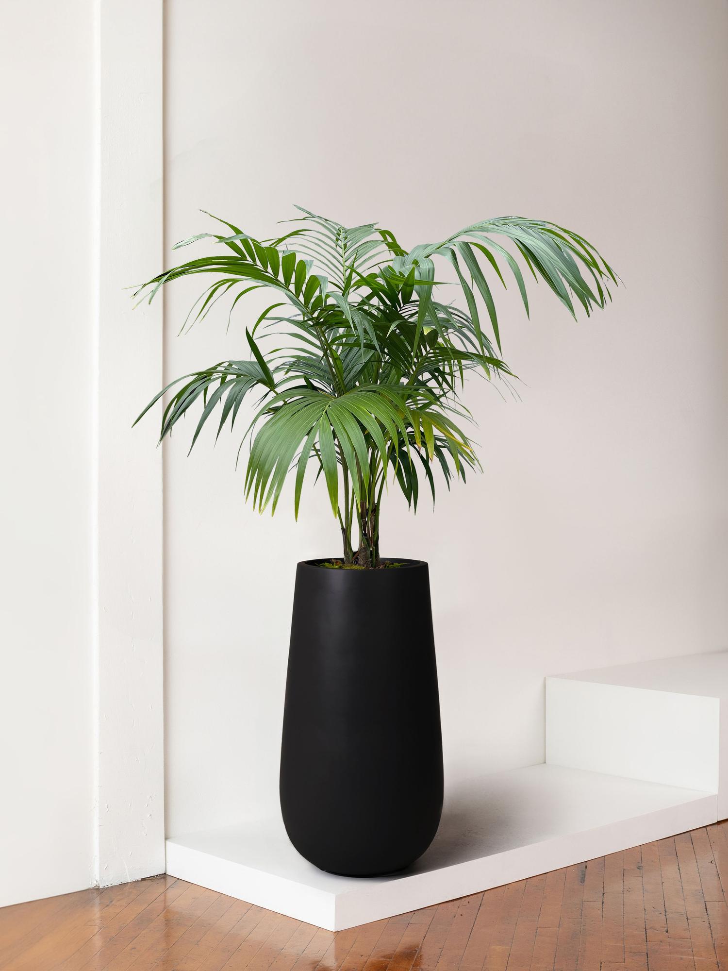 Kentia Palm - Black Flute Pot
