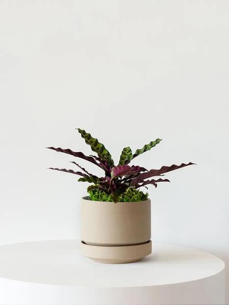 Calathea Rattlesnake