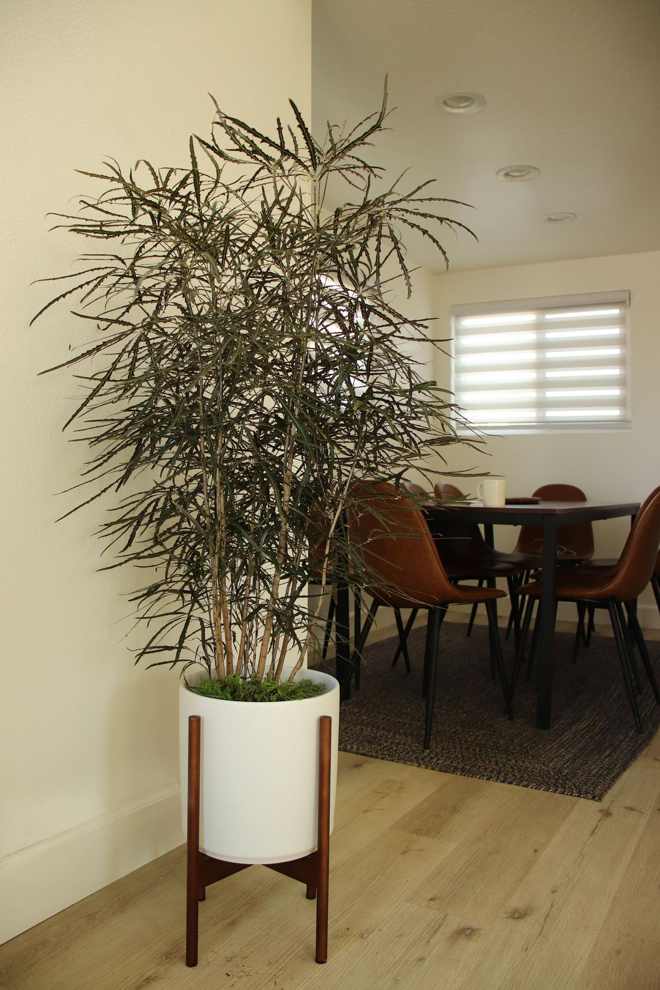 False Aralia - Nouvelle