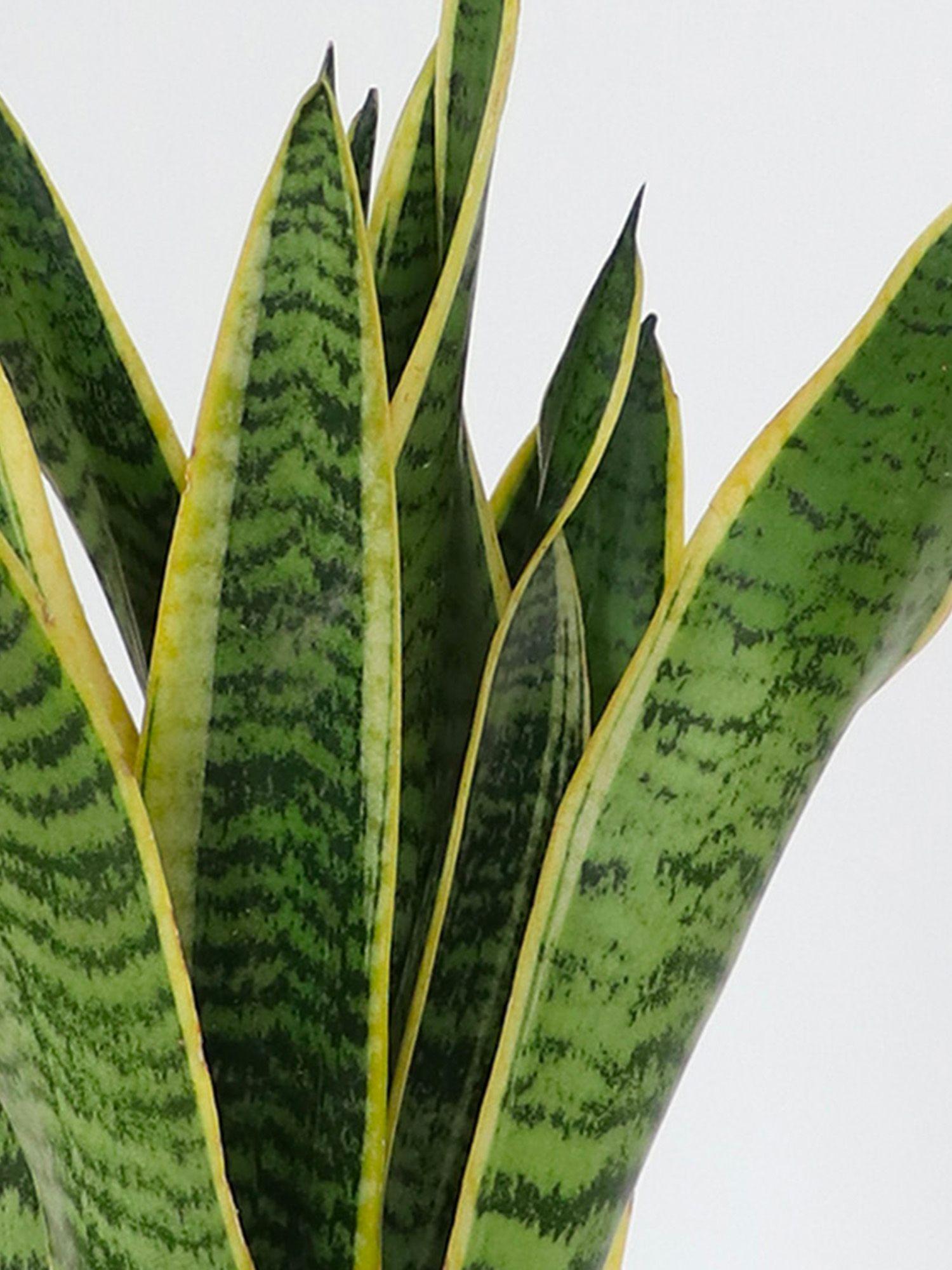 Sansevieria Laurentii