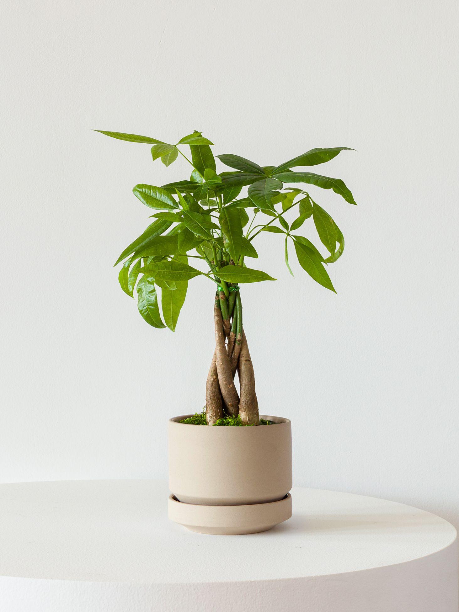 Braided Money Tree - Sand Scandinavian Ceramic 