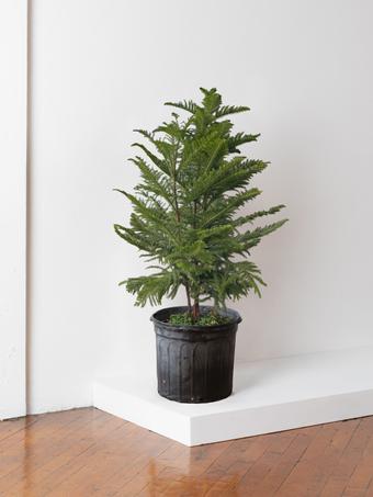 indoor plants picture