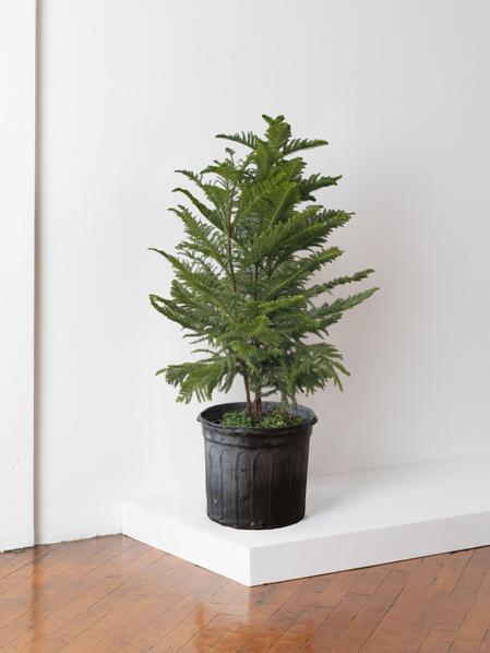 Norfolk Island Pine