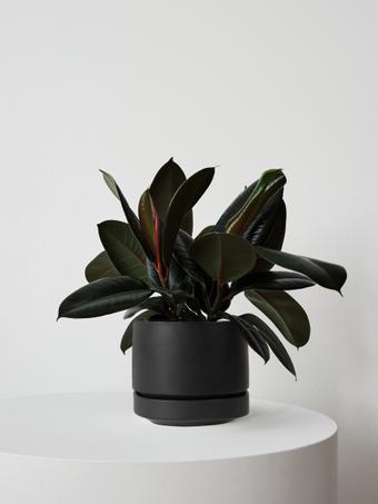 indoor plants picture