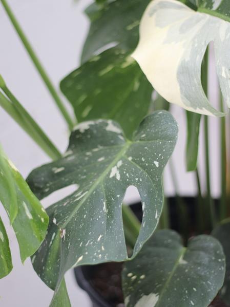 Monstera Thai Constellation