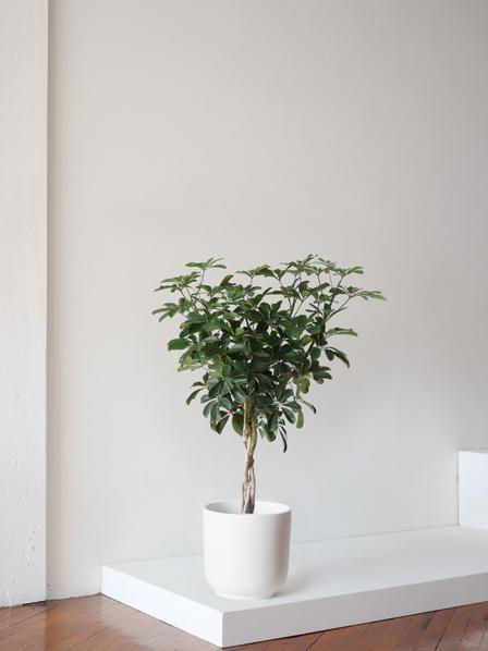 Braided Schefflera Tree - Nouvelle