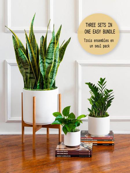 L Easy Care Plant Bundle