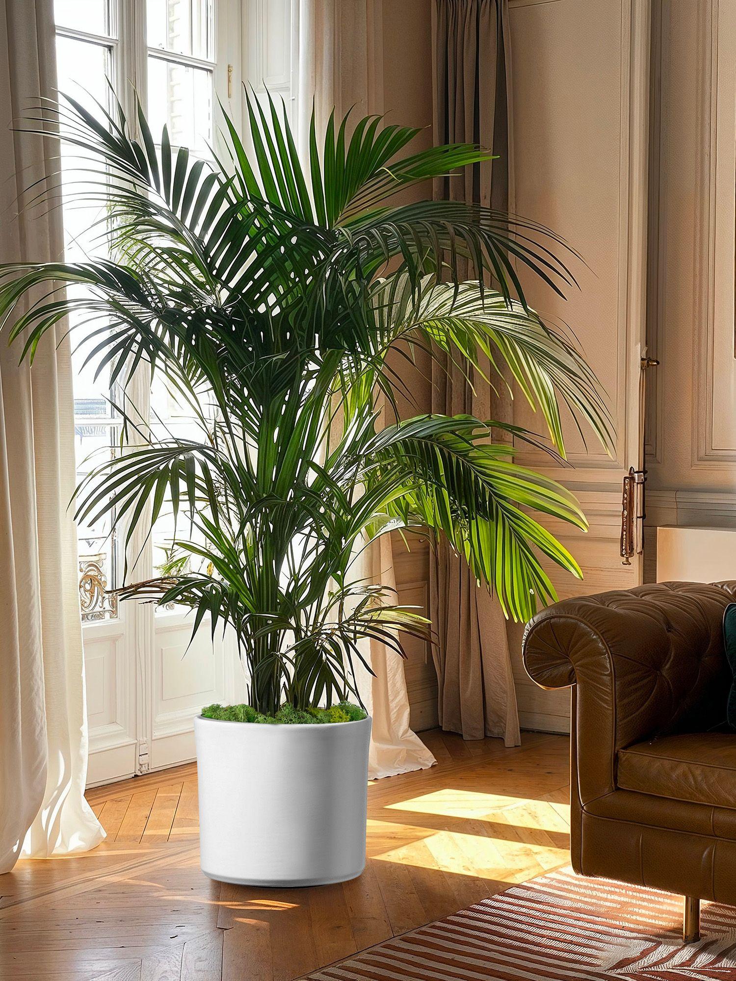 Livraison de grandes plantes d'intérieur élégantes entre 70cm et 2.50m de hauteur