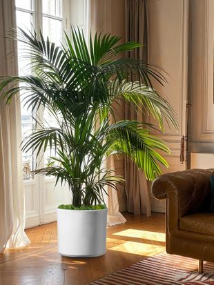 Lieferung großer, eleganter Zimmerpflanzen zwischen 70cm und 2,50m Höhe