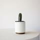 Mexican Fence Post Cactus