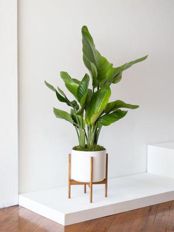 indoor plants picture