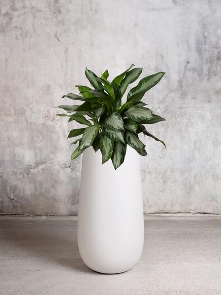 Silver Evergreen
