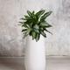 Silver Evergreen