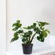 Monstera Deliciosa