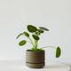 Pilea Peperomioides