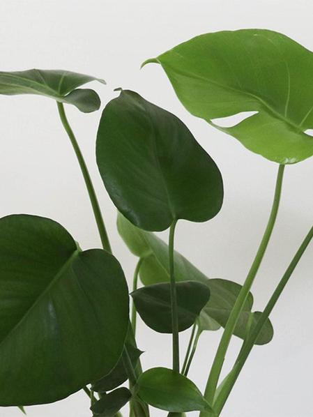 Monstera - Mid-Century
