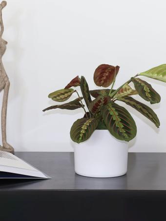 indoor plants picture