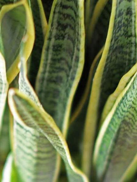 Snake Plant Laurentii