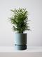 Tiger Evergreen