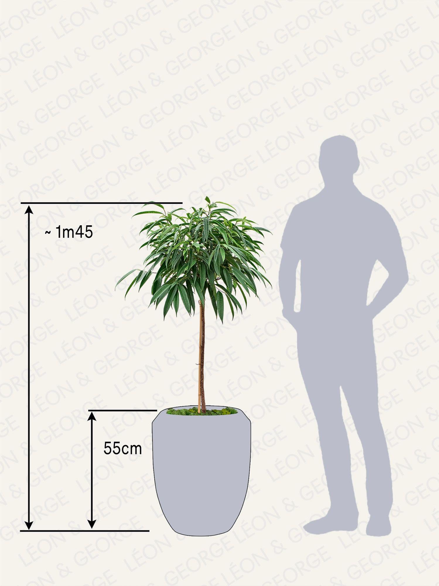 Arbre Ficus Alii (Copy)