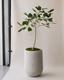Ficus Audrey Tree