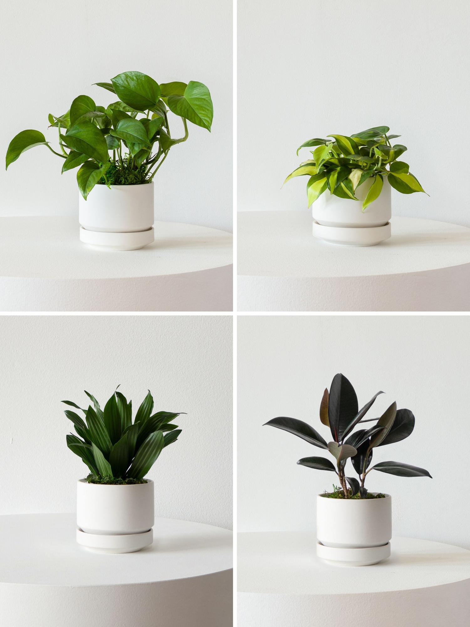 brandtianum philodendron care Philodendron brandtianum – ARIUM BOTANICALS main image 0