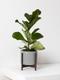 Fiddle Leaf Fig Plant