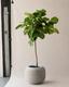 Fiddle Leaf Fig Tree