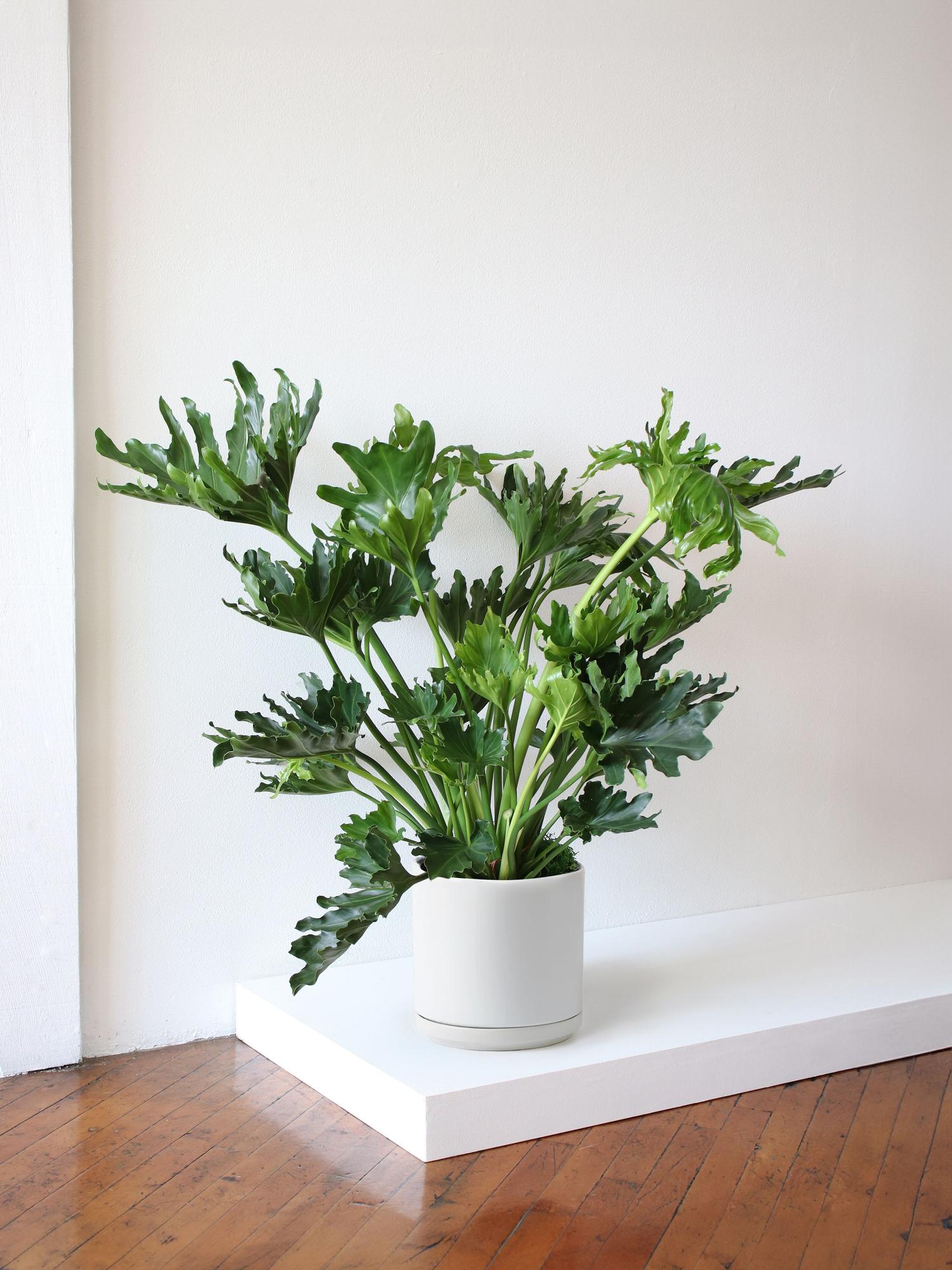 Hope Philodendron
