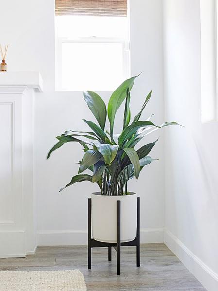 Cast Iron Plant