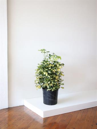 indoor plants picture