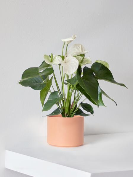 Anthurium - Queen of Spades