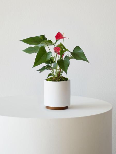 Anthurium - King of Hearts