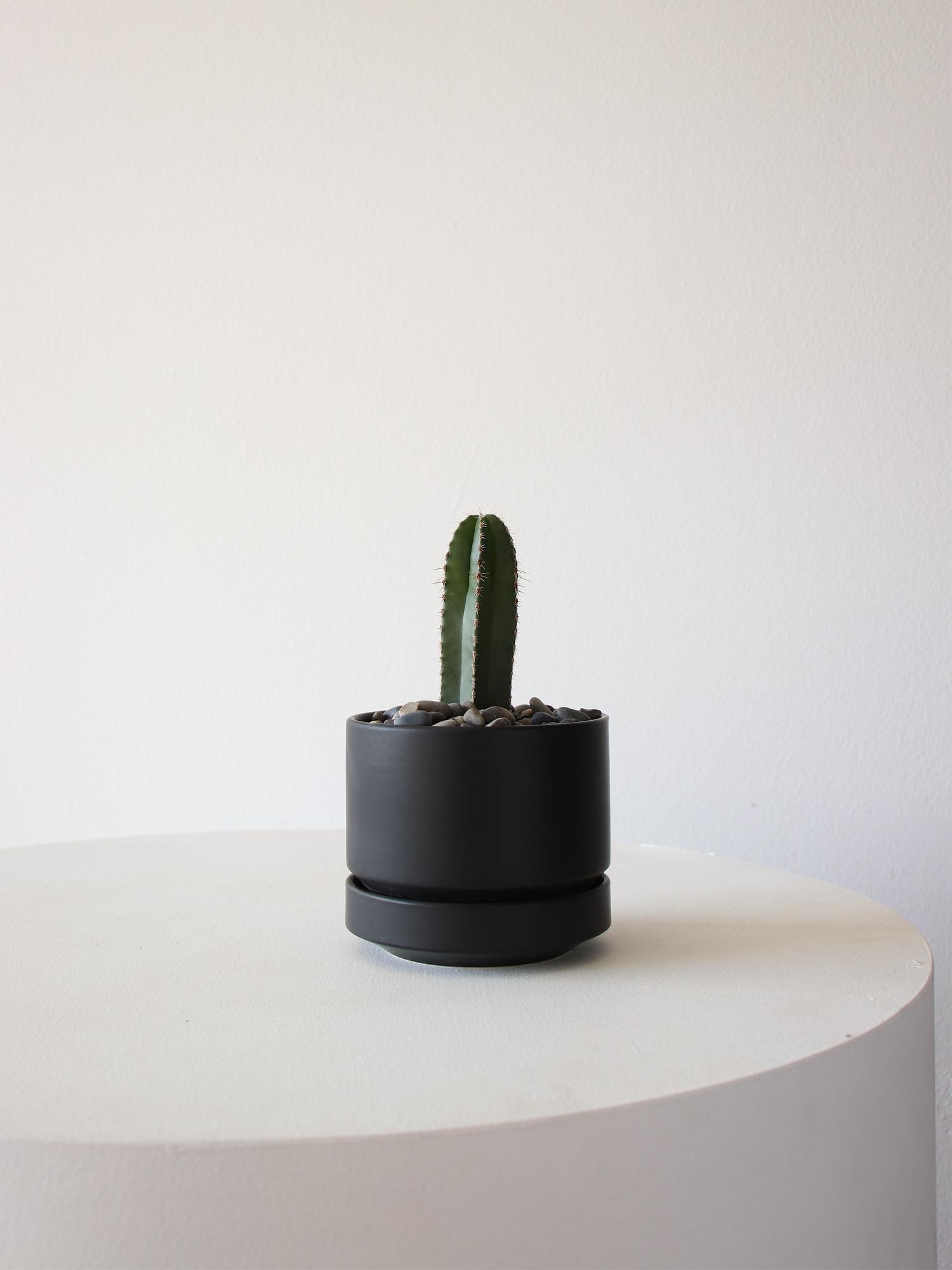 Mexican Fence Post Cactus