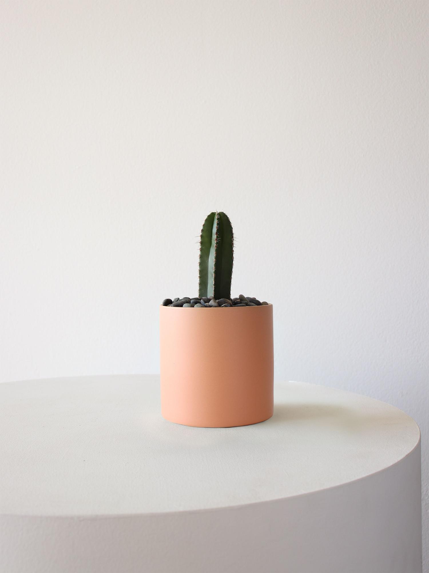 Mexican Fence Post Cactus