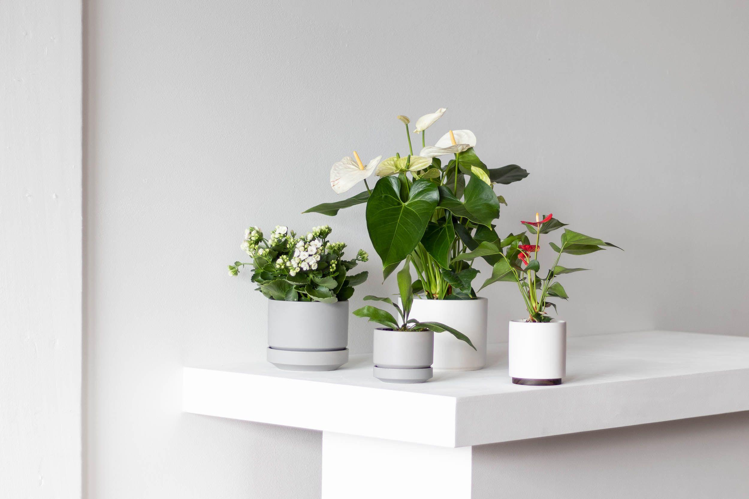 Snowdrop Calandiva - Medium