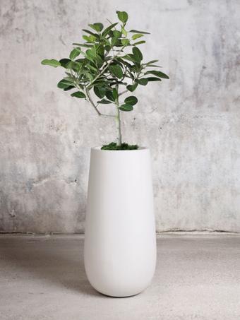 indoor plants picture