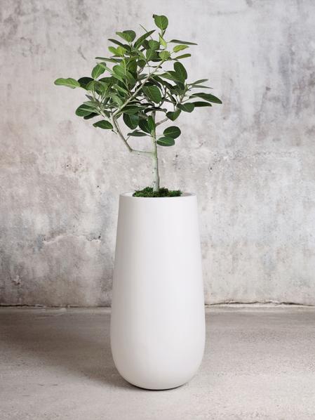 Ficus Audrey Tree