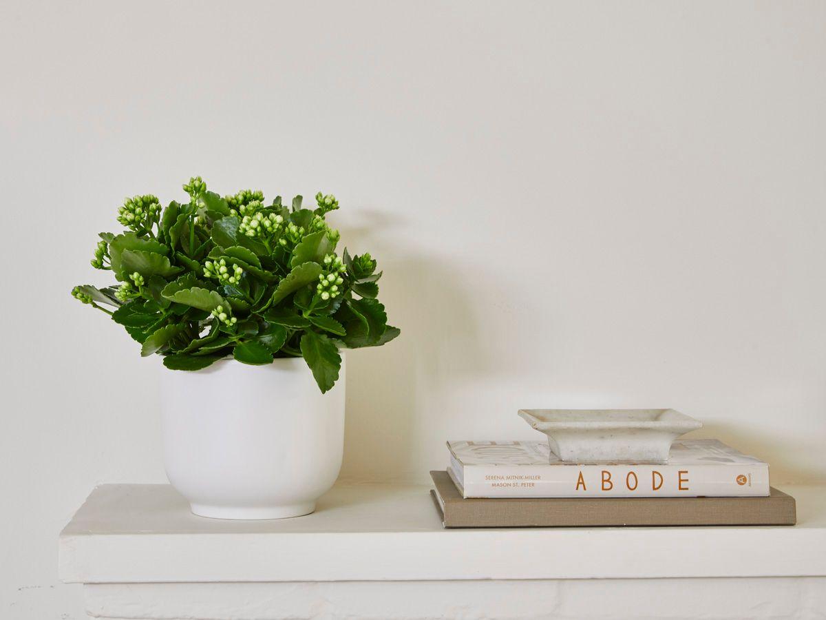 Nouvelle Bell - The Eight