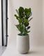 Fiddle Leaf Fig Bush