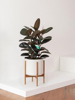 NASA's top picks for plants that naturally filter toxins and improve air quality.
