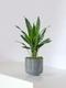 Aspidistra Elatior Milky Way