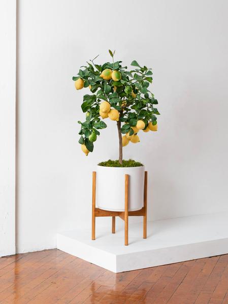 Citronnier