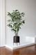 Fishtail Palm