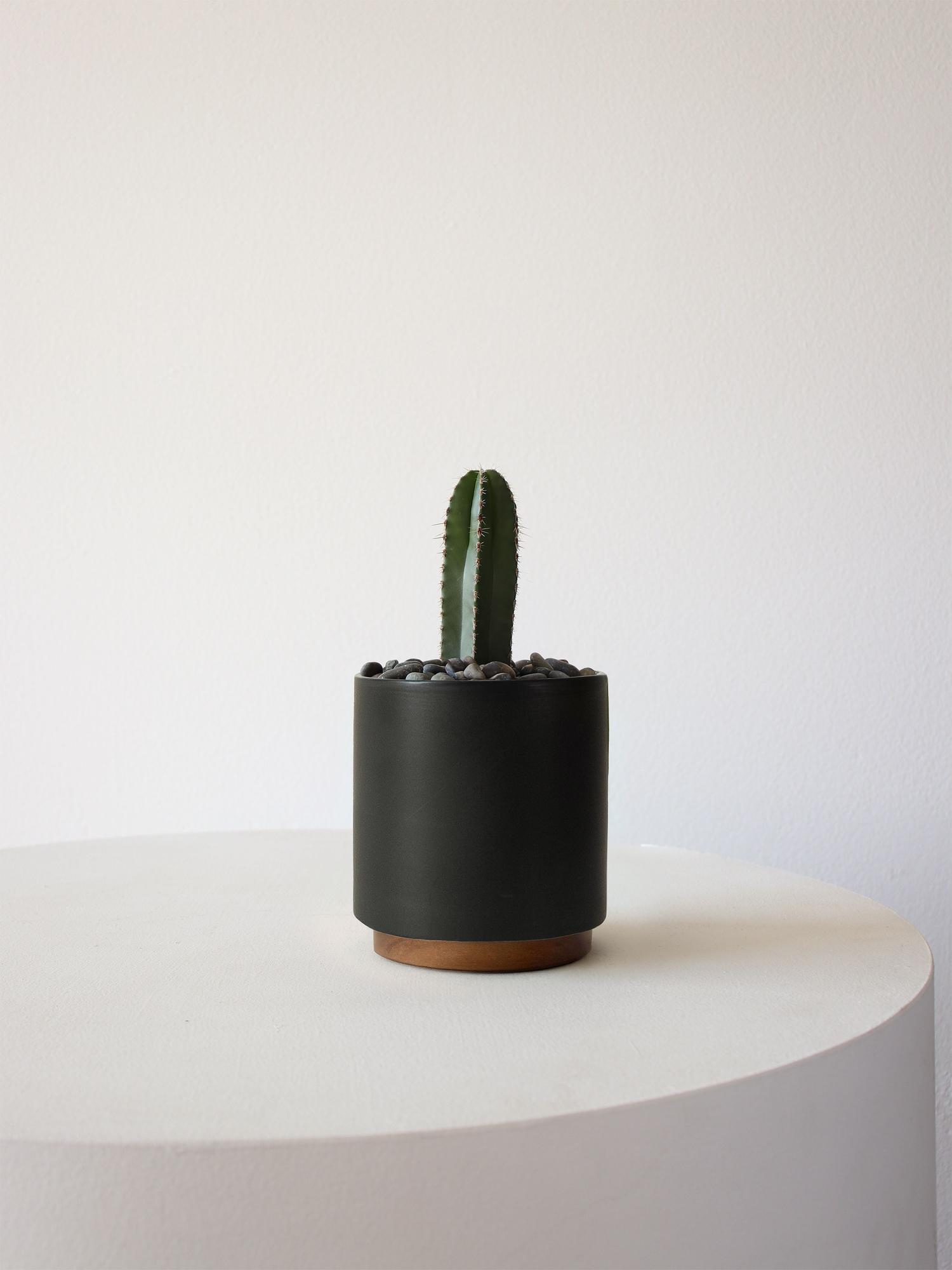 Mexican Fence Post Cactus