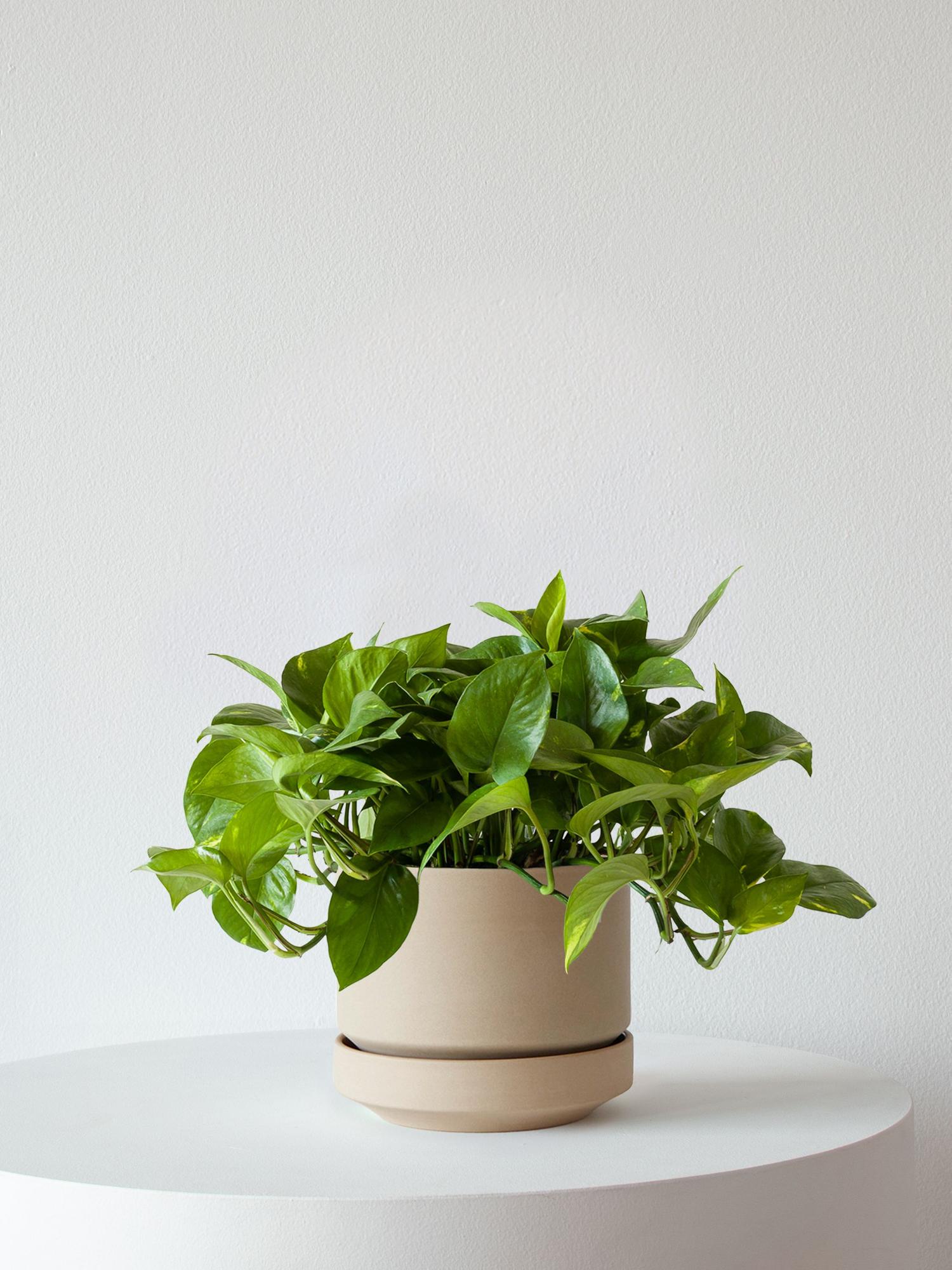 Cascading Pothos